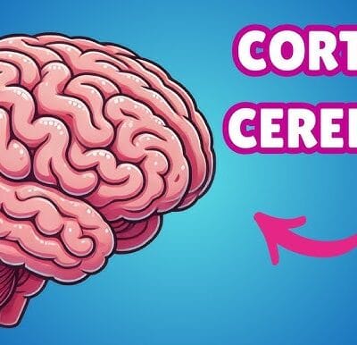 La Corteza Cerebral: El Centro de Control de Tu Mente