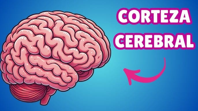 La Corteza Cerebral: El Centro de Control de Tu Mente