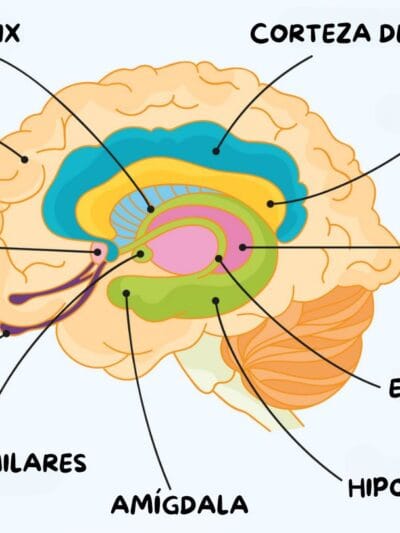 Los Lóbulos Cerebrales: ¿Qué Hace Cada Parte de Tu Cerebro?