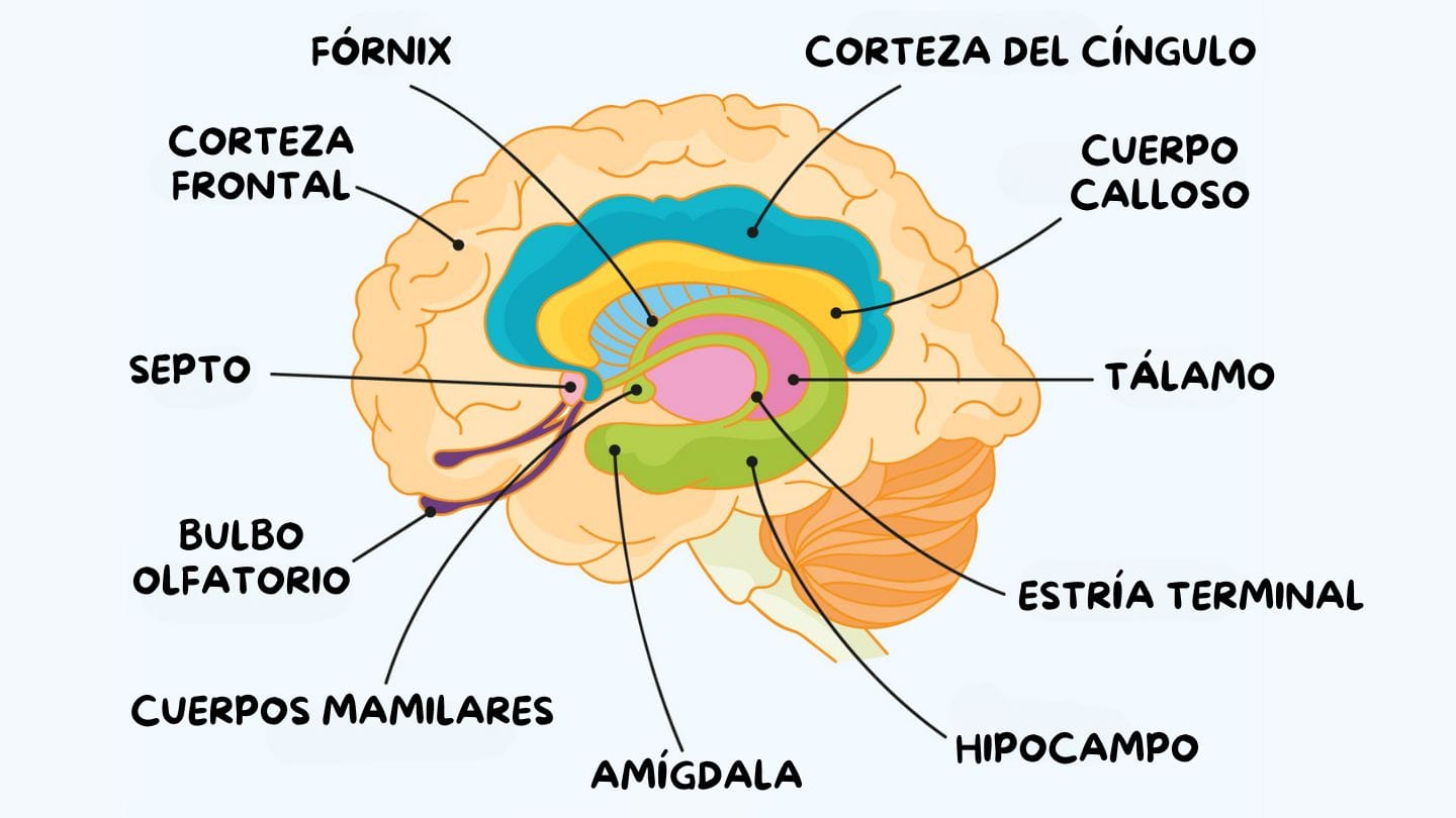 Los Lóbulos Cerebrales: ¿Qué Hace Cada Parte de Tu Cerebro?