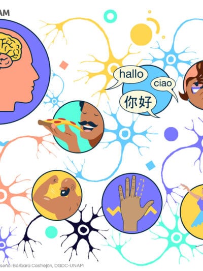 Plasticidad cerebral: ¿Puedes hacer crecer tu inteligencia?