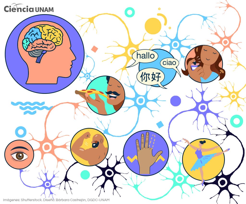 Plasticidad cerebral: ¿Puedes hacer crecer tu inteligencia?