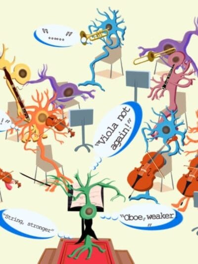 El Director de Orquesta de Tu Cerebro