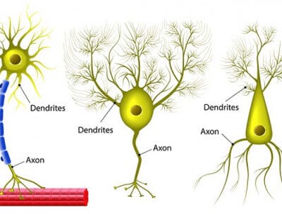 Las neuronas: La red secreta que te hace pensar, sentir y actuar