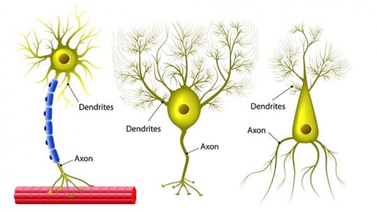 Las neuronas: La red secreta que te hace pensar, sentir y actuar
