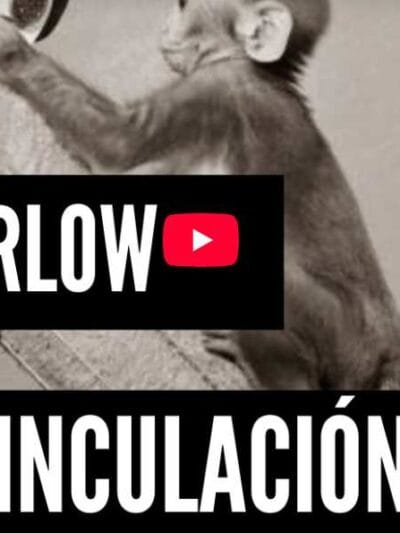 Captura vídeo Experimento de Harlow