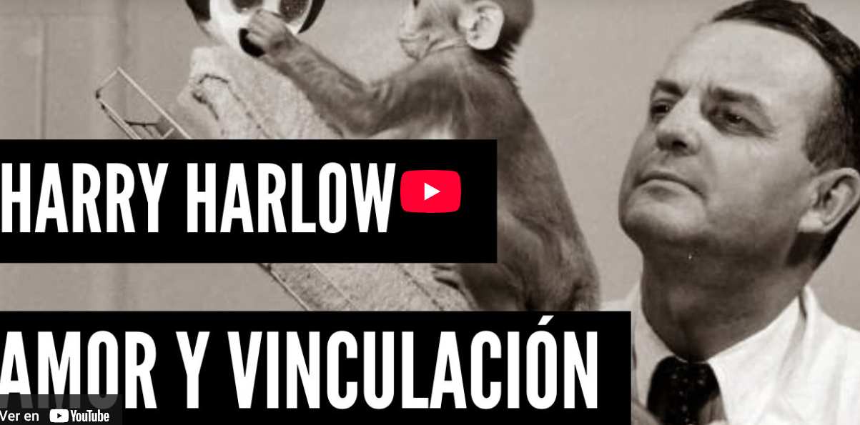 Captura vídeo Experimento de Harlow