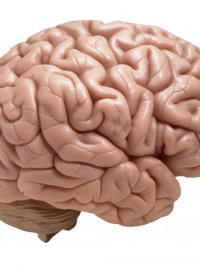 Imagen de un cerebro