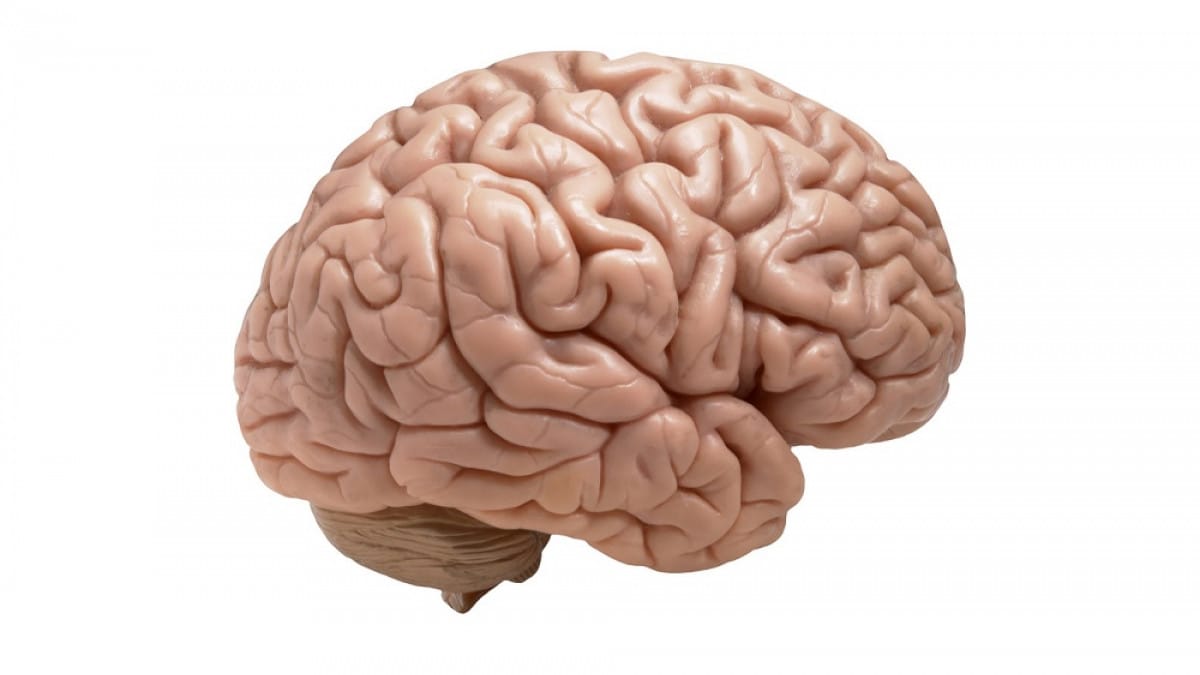Imagen de un cerebro