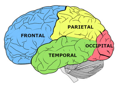 Imagen de un cerebro que indica los lóbulos cerebrales