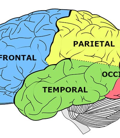 Imagen de un cerebro que indica los lóbulos cerebrales