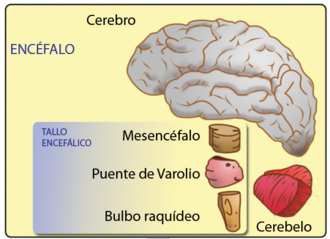 tronco encefálico